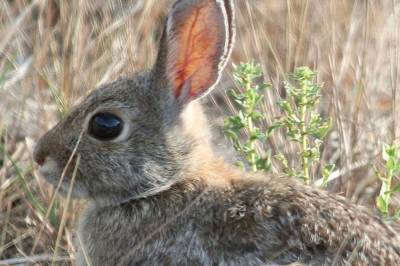 Cotton-tail rabbit