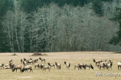 Elk at Jewell Meadows