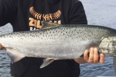 Ocean Salmon