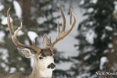Mule deer buck