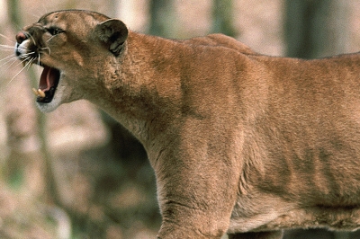 image of a snarling cougar