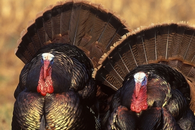 image of two tom turkeys in full display