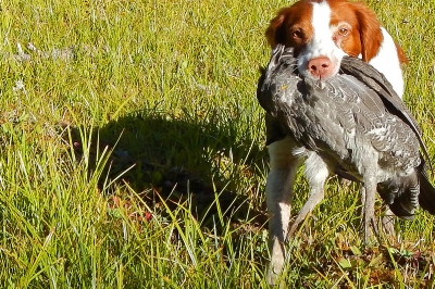 image of a hunting dog retrieving a shot grouse