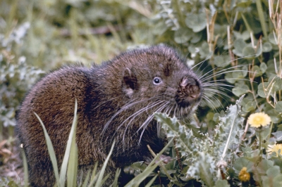 Mountain beaver Oregon Department of Fish Wildlife