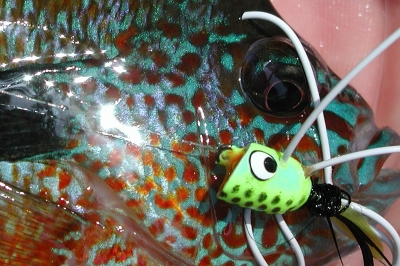 Photo of a colorful bluegill with a popper lure in its mouth