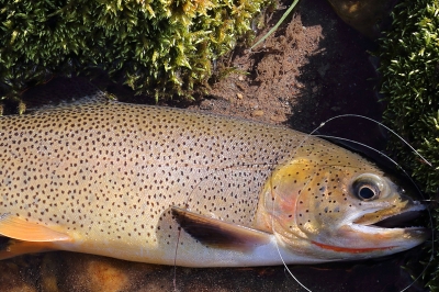 7 tips for catching coastal cutthroat Oregon Department of Fish