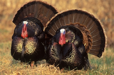 image of two tom turkeys talking trash
