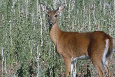 photo of a white-tailed deer doe standing in a shrubby field