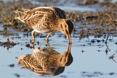 photo of Wilson's snipe using long bill to feed in mud