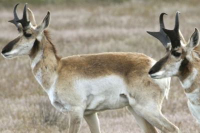 Two adult pronghorn in a field