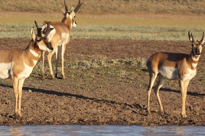 Pronghorn antelope gathered at a desert watering hole.