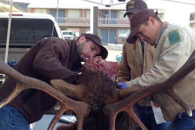 Three ODFW biologists examine an elk at a CWD test station
