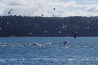 A flock of birds and herd of sea lions feeding on herring near the surface.