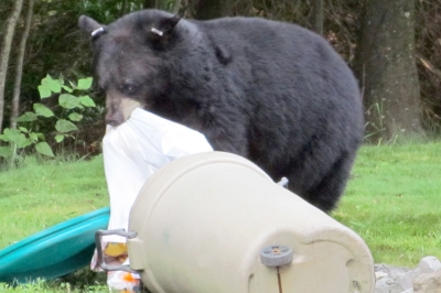 Black bear rummaging in home trash can