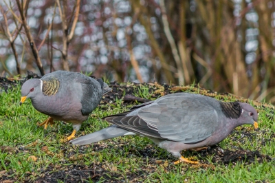 three band-tailed pigeons feeding on the groud