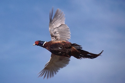 Ring-necked pheasant