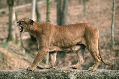 Image of an adult cougar snarling