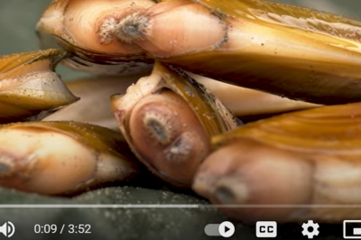 screenshot of a razor clam video
