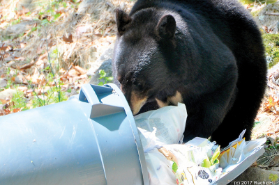 Black bear in garbage can