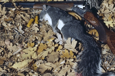 Gray squirrel hunt