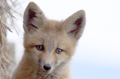 head shot of a young red fox looking into camera