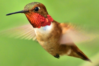 Stop action of a hummingbird in flight