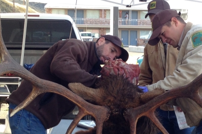 ODFW biologists examine an elk