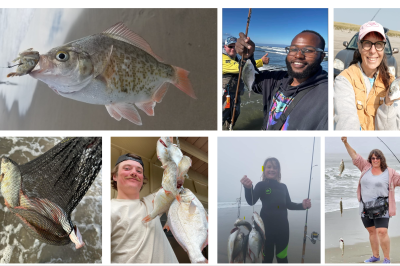 surf perch collage