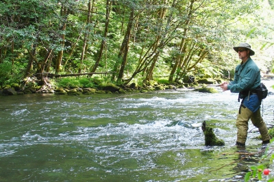 A fly-fisher stands in shallow, tree-lined stream watching his line