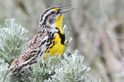 Meadowlark with bright yellow throat and chest sings in soft green sage bush