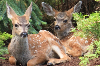 Two spotted fawns laying on the forest floor