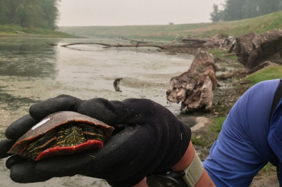 volunteer holds a small turtle to face the camera