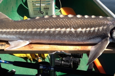 A legal-size sturgeon stretched across a canoe seat