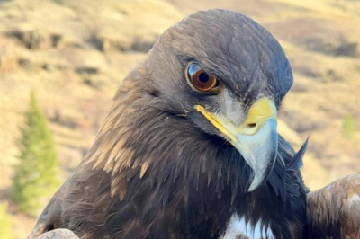 Golden Eagle