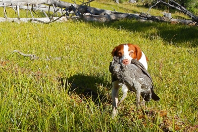 Bird_dog_grouse_hunt