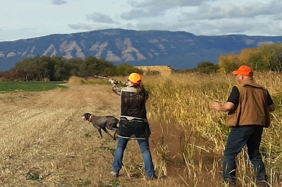 Pheasant_yth_dog_mentor.jpg