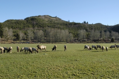 Elk grazing