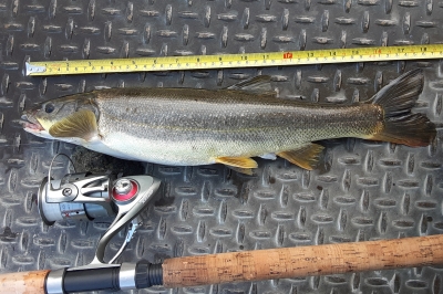 A pikeminnow lays flat on a metal background next to a measuring tape and fishing rod. 