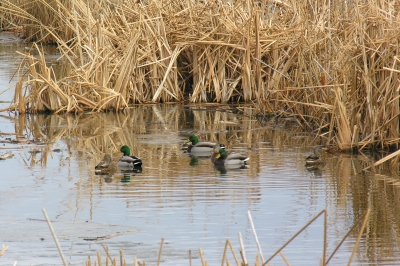 mallard ducks waterfowl