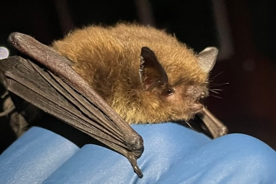 Perched Yuma myotis_hero_USGS.jpg
