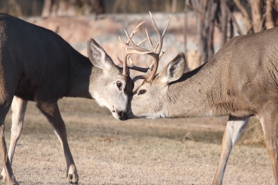 Sparring Bucks