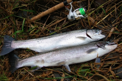 Steelhead fishing