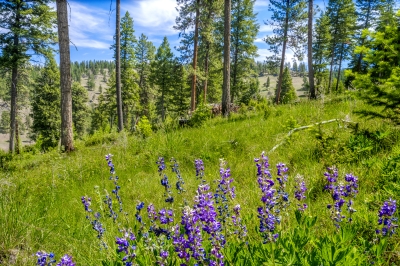 Copyright David Jensen RMEF, Purple lupines flower at Beaver Creek Qapqapa Oregon, near La Grande, 2025. 