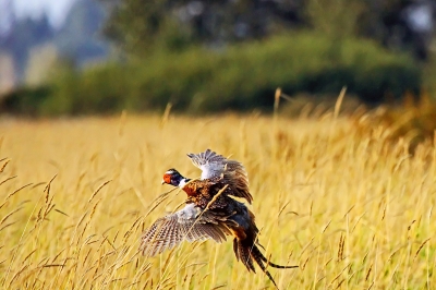 8558_fern_ridge_pheasant_hunt_2013_odfw