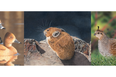 A three photo collage of the 2025 winning stamp art. 