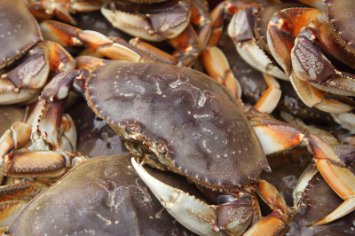 dungeness_crabs