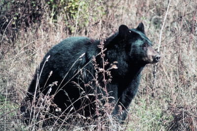 black_bear_field