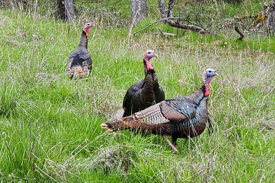 wild turkey odfw