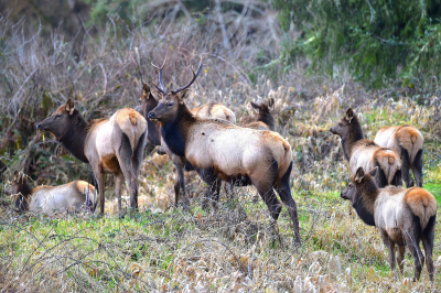 elk, herd, grazing, odfw