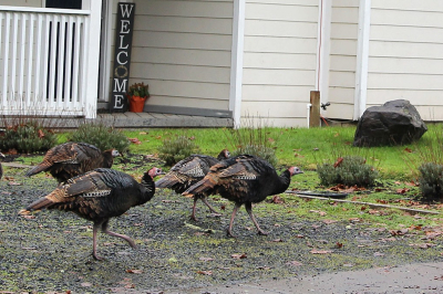urban turkey flock